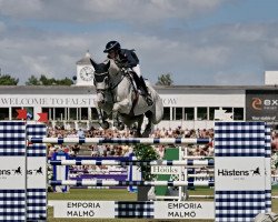 jumper Stenhaga Tulip Tattoo (Swedish Warmblood, 2009, from Caressini L)