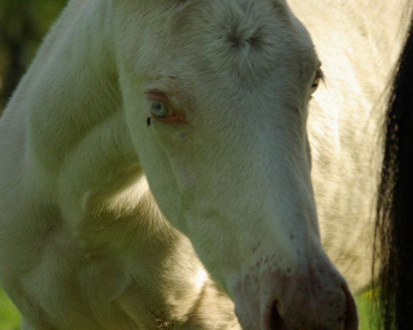 horse Dáma-CZ (Akhal-Teke, 2023, from Karim)