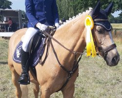 Springpferd Lino 68 (Deutsches Reitpony, 2012)