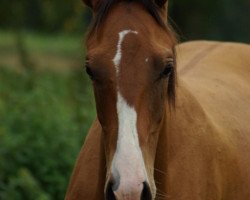 Pferd Gorjan (Achal Tekkiner, 2020, von Karim)