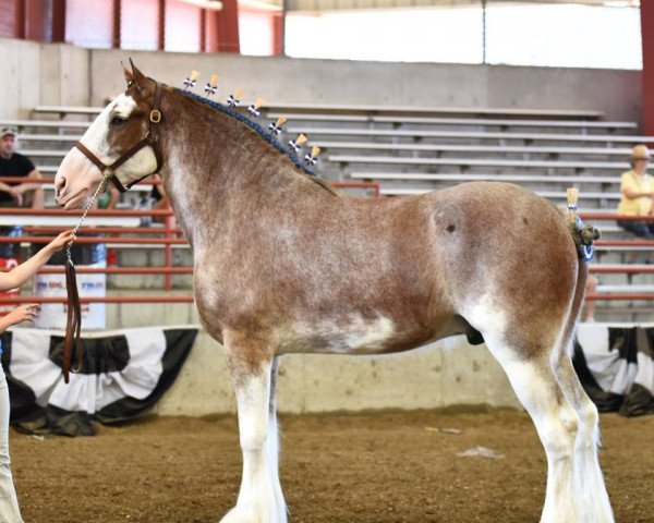 horse Willow Way Nixon (Clydesdale, 2013, from Willow Way Ideal)