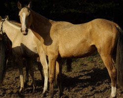 horse Garsia (Akhal-Teke, 2021, from Karim)