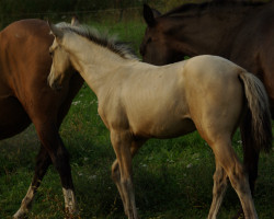 horse Guru Teke (Akhal-Teke, 2022, from Karim)