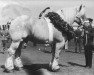 stallion Indien de Biévène (Brabant/Belgian draft horse, 1924, from Patriote de Vyverzeelen)