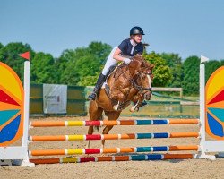 dressage horse Bobby (German Riding Pony, 2012, from Black Ombre)