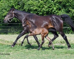 dressage horse Vantastic Rubin B (German Sport Horse, 2023, from DSP VA Bene)