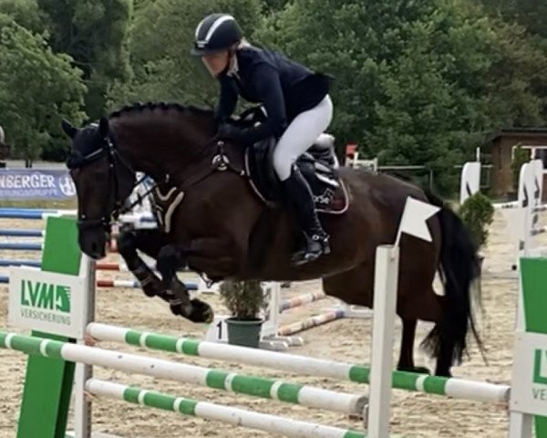 jumper Donna Brava (Oldenburg show jumper, 2017, from Dialetto 2)