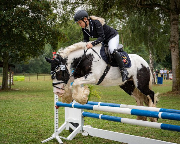 jumper Panda (Tinker / Irish Cob / Gypsy Vanner, 2012)