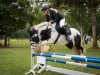 jumper Panda (Tinker / Irish Cob / Gypsy Vanner, 2012)