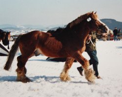 stallion Astronaut II (Rhenish-German Cold-Blood, 1977, from Atom)