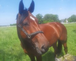 Springpferd Paulette van't Heike (Belgisches Warmblut, 2015, von Sable Rose)