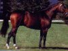 stallion Danoso IV (Selle Français, 1991, from Narcos II)