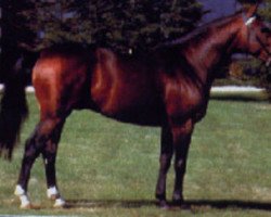 stallion Danoso IV (Selle Français, 1991, from Narcos II)