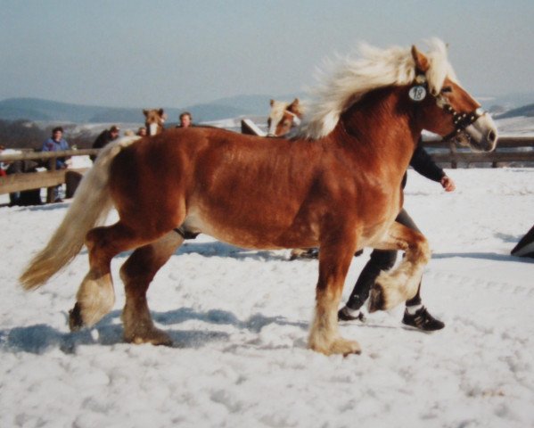 Deckhengst Araxos II (Rheinisch-Deutsches Kaltblut, 1991, von Alf)
