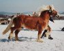 stallion Araxos II (Westphalian, 1991, from Alf)