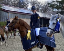 Springpferd Densborns Leckerli (Deutsches Reitpony, 2016, von Del Piero 25)