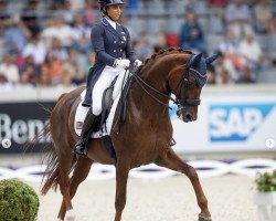 dressage horse FRH Davinia La Douce (Hanoverian, 2007, from Don Frederico)