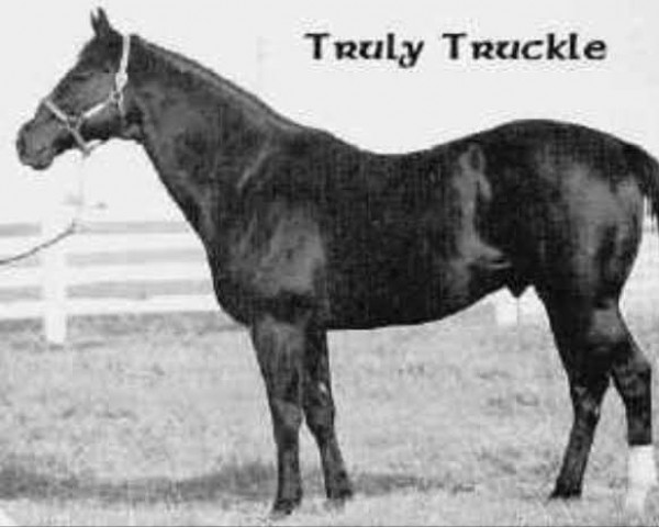 Pferd Truly Truckle (Quarter Horse, 1957, von Fair Truckle xx)
