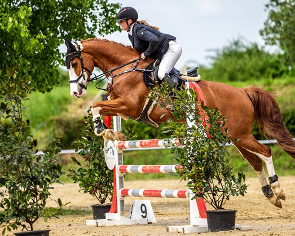 jumper Hotspot's Hank (anglo european sporthorse, 2016, from Hotspot)