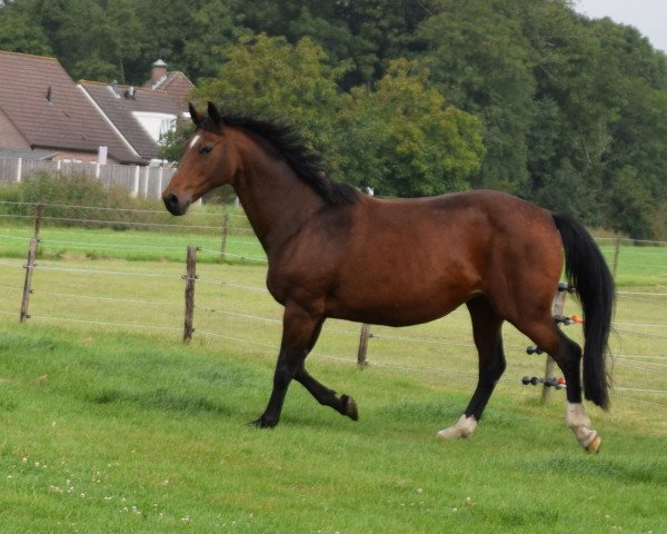 Zuchtstute Ammadena (KWPN (Niederländisches Warmblut), 2005, von Don Primero)