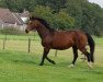 broodmare Ammadena (KWPN (Royal Dutch Sporthorse), 2005, from Don Primero)