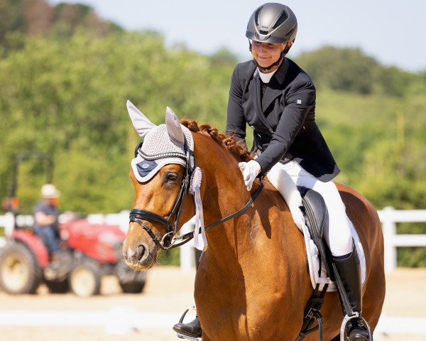 dressage horse Dancera (Hanoverian, 2018, from Dohnanyi 5)