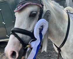 dressage horse Julia Vor den Düren (Welsh-Pony (Section B), 2015, from Llanarth Mayloo)