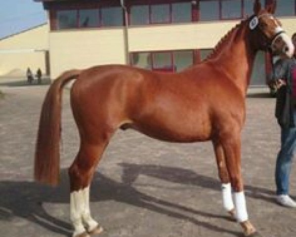 dressage horse Quentin T (German Sport Horse, 2013, from Quaterback)