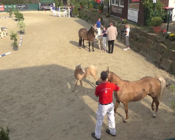 Sichtung zum Horse24-Fohlenchampionat 2023 in Lindlar