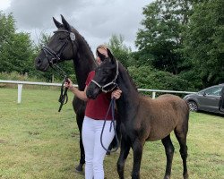 dressage horse Fancy-Fay (German Sport Horse, 2023, from Fürst Belissaro)