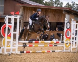 dressage horse Dumbledore G 3 (German Riding Pony, 2014, from Darlington)