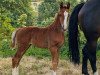 jumper Hickstead's Halunke (Westphalian, 2023, from Hickstead White)