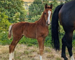 Springpferd Hickstead's Halunke (Westfale, 2023, von Hickstead White)