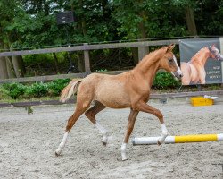 dressage horse Ravina TS (German Riding Pony, 2023, from FS Next Diamond)