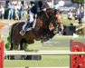 stallion Newton van't Zorgvliet (Belgian Warmblood, 2013, from Thunder van de Zuuthoeve)