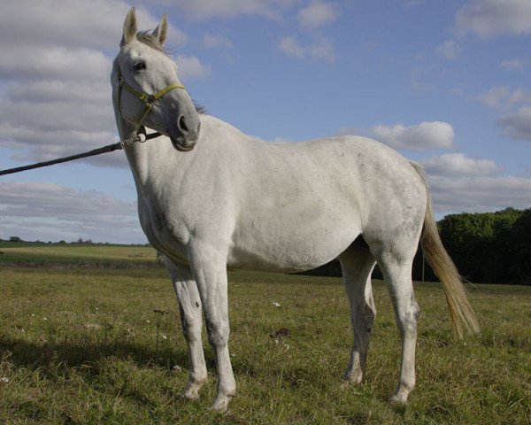 Zuchtstute Hijo de la Luna (Hannoveraner, 1994, von Hill Hawk xx)