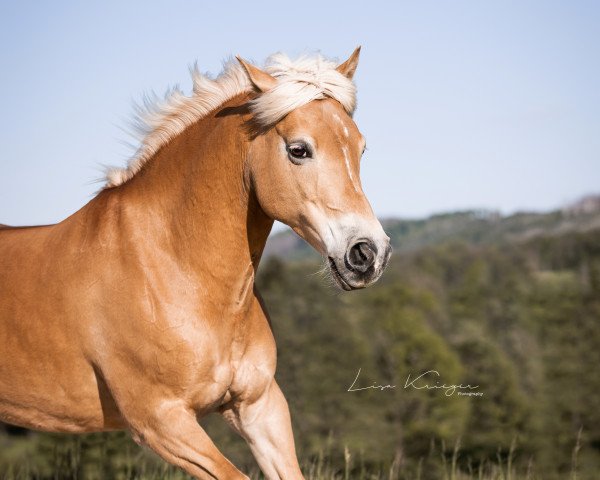 broodmare Ohio (7,03% ox) (Edelbluthaflinger, 2011, from Amor (7,81% ox))