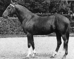 Deckhengst Crak d'Bourgogne (Selle Français, 1968, von Joue tes Atouts)