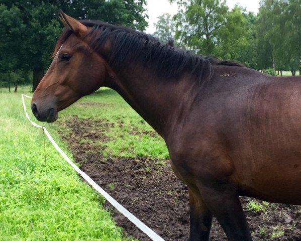 dressage horse Finlay 28 (Hanoverian, 2014, from Fürst Grandios)