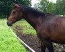 dressage horse Finlay 28 (Hanoverian, 2014, from Fürst Grandios)