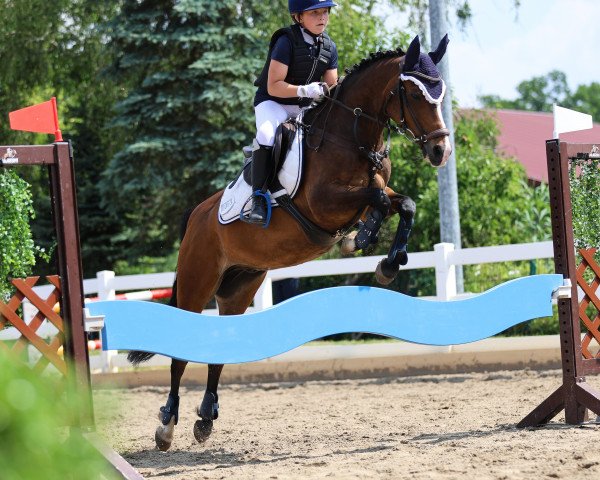 jumper Kenny 56 (German Riding Pony, 2008, from Kennedy WE)
