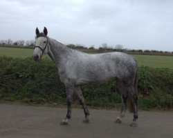 broodmare Driss de Kerglenn (Selle Français, 2013, from Mylord Carthago)