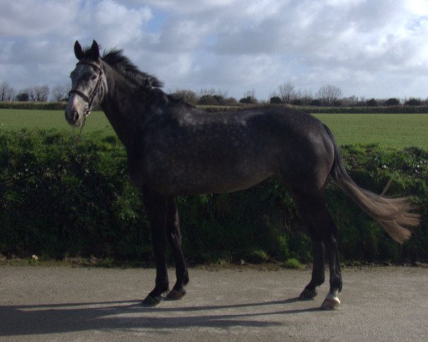 Springpferd Eden de Kerglenn (Selle Français, 2014, von Mylord Carthago)