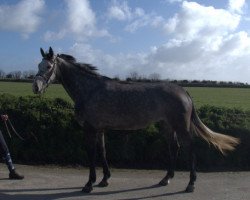 broodmare Faustine de Kerglenn (Selle Français, 2015, from Mylord Carthago)