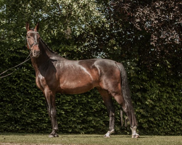 broodmare Fizsu (Westphalian, 2019, from Fürst Toto)