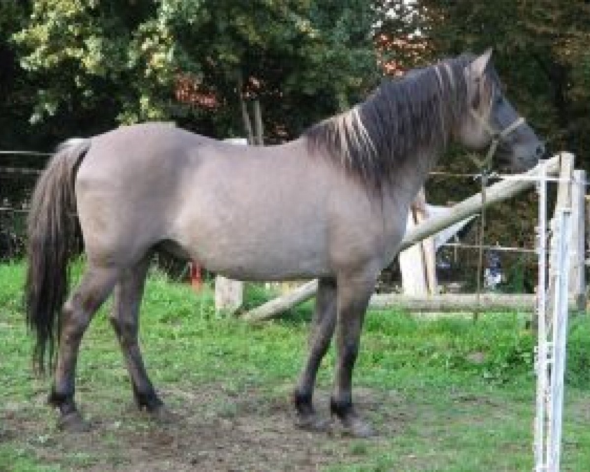 stallion Sir (Duelmener, 1997, from Etzel)
