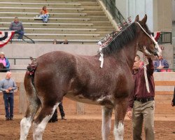 horse Willow Way Novella (Clydesdale, 2013, from Deighton Zoom)