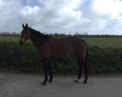 broodmare Grace de Kerglenn (Selle Français, 2016, from Kigali)