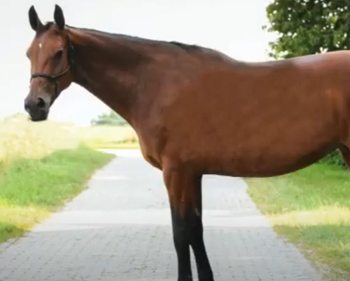 jumper For-Ever (KWPN (Royal Dutch Sporthorse), 2010, from Uphill)