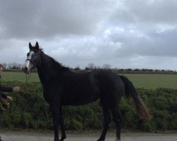 Zuchtstute Heroine de Kerglenn (Selle Français, 2017, von Balou du Rouet)